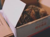 gatos-jugete-cajas